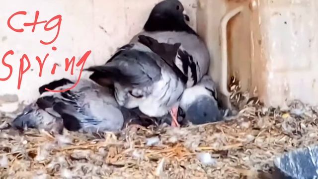 Pigeon Laying Eggs
