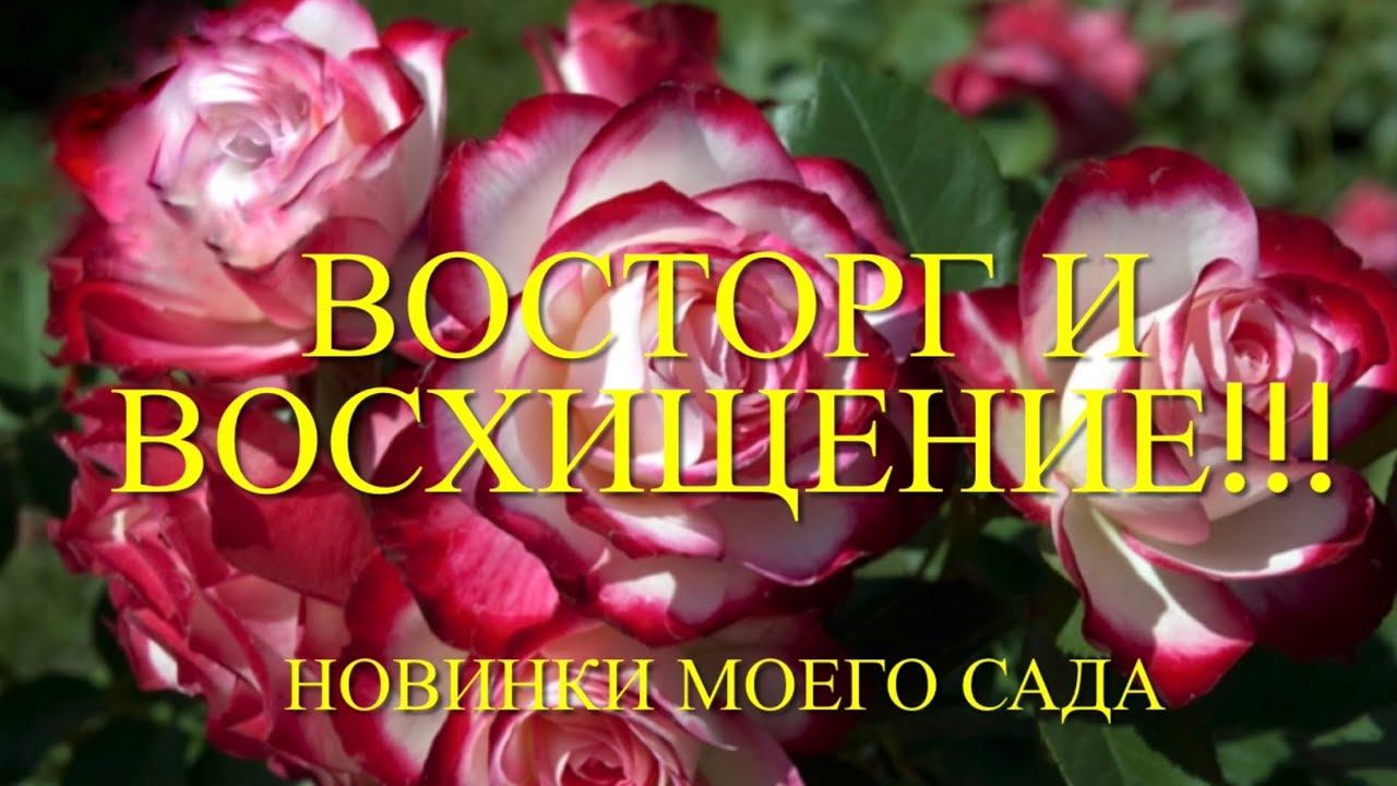 Розы. Какие же шикарные сорта я выбрала в свой сад. Новинки, которые украсят любой сад. смотреть онлайн