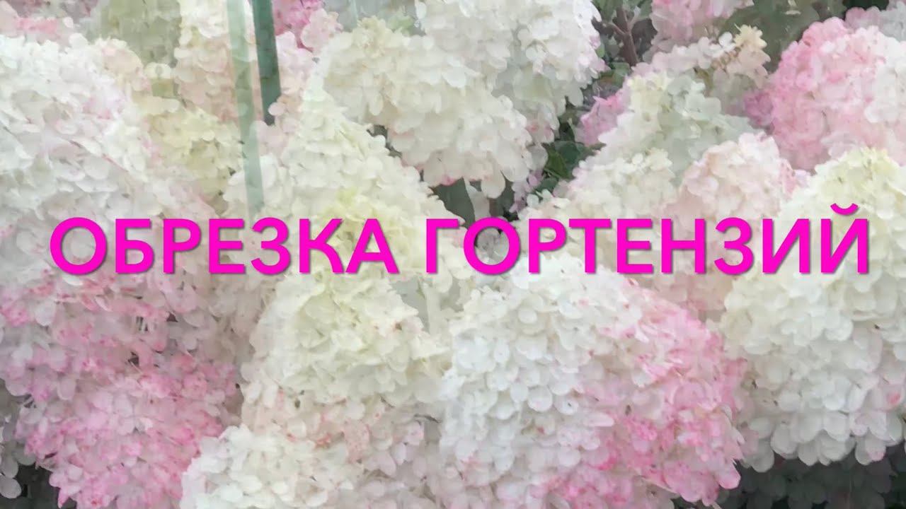 Хотите чтобы гортензия поразила Вас своей красотой??? Пойдёмте срочно обрезать их.... смотреть онлайн