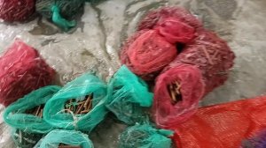 Прививки почкой на Коббер 5бб на саженцы, 04.04.25г. Виноградник Король В. Н. г.Краснодар