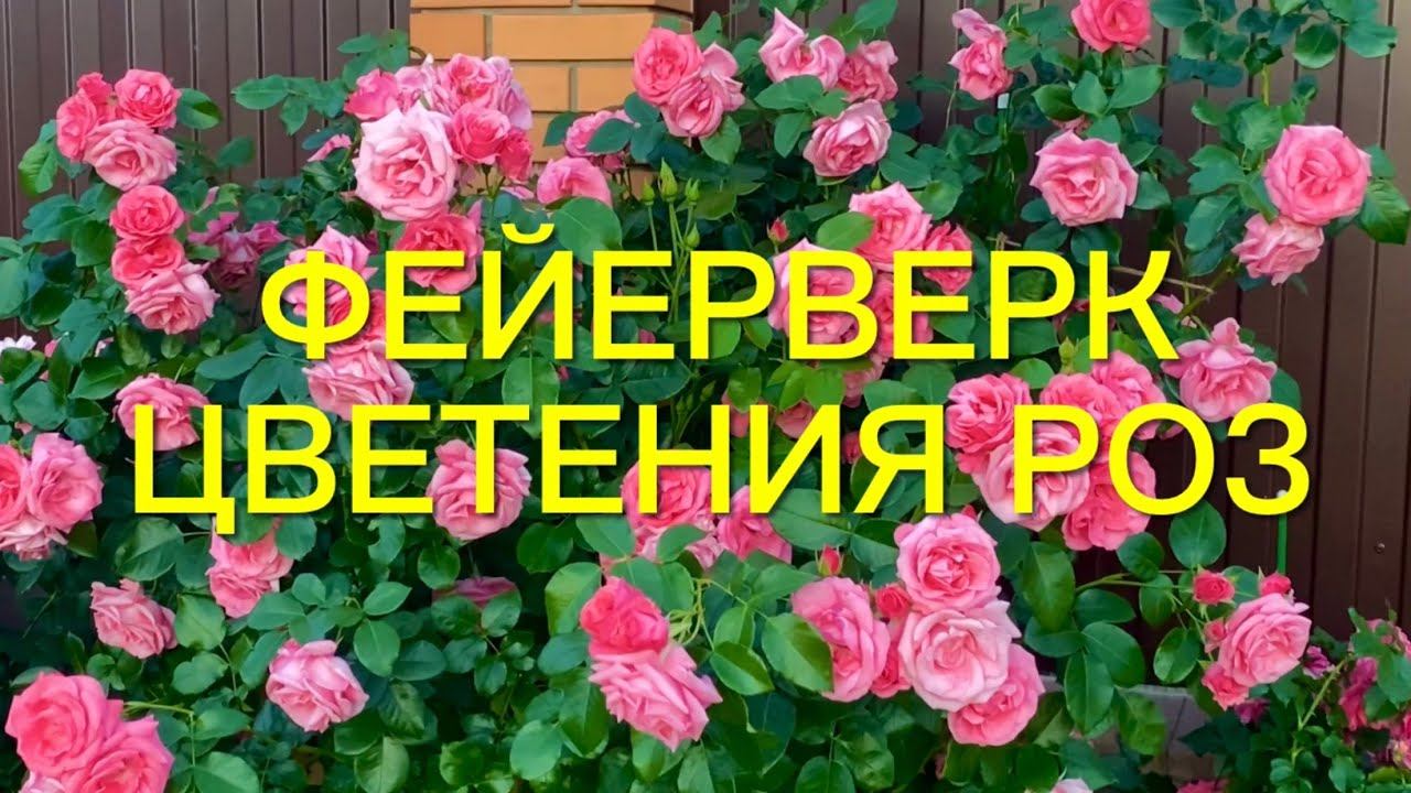 Розы. Фейерверк цветения роз. Красоте и совершенству нет предела. смотреть онлайн