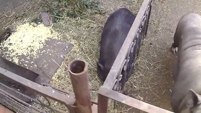 вьетнамские поросята смотреть онлайн