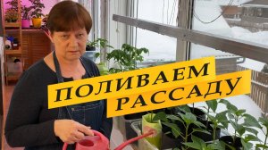 Поливаем рассаду правильно
