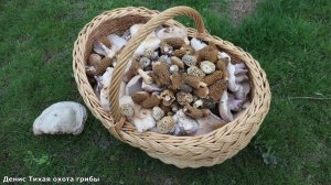 Синеножка и сморчки | грибная весна радует