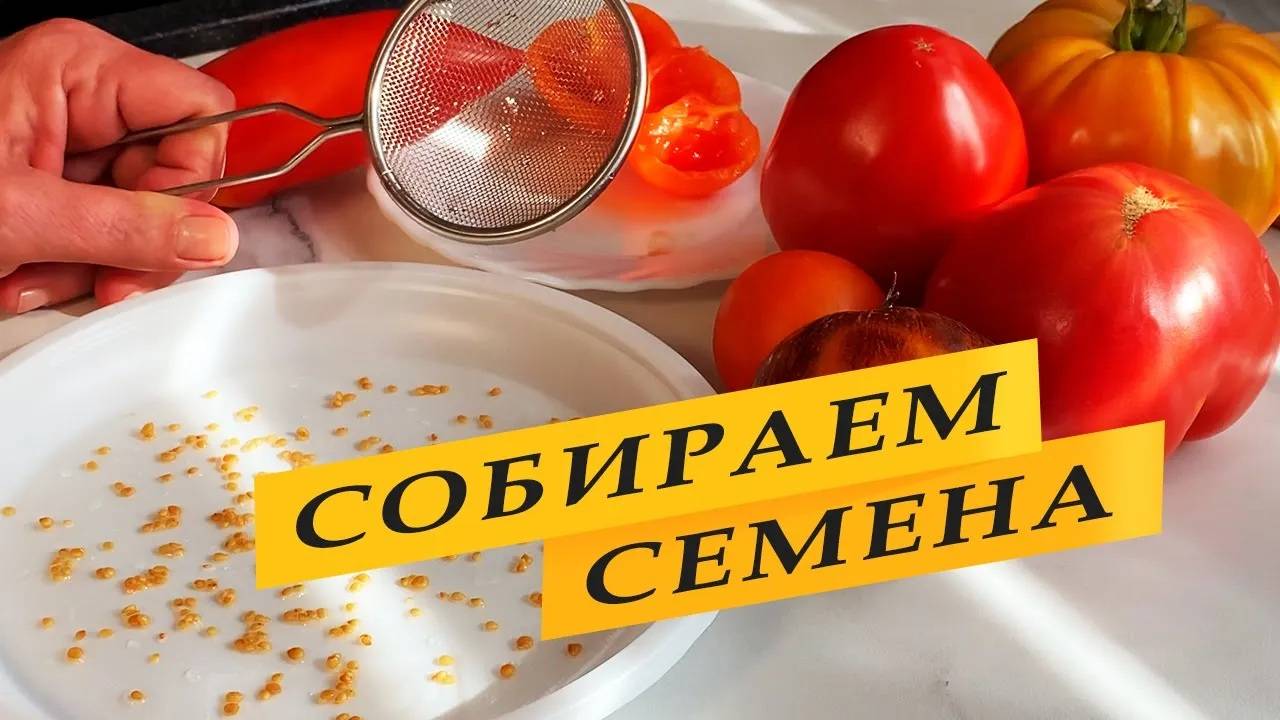 Собираем семена томатов правильно. смотреть онлайн