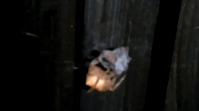 Spotted Orb Weaver Vs. Bee Assassin смотреть онлайн