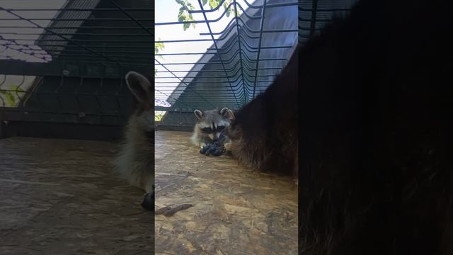 Царь Илья и злобный Зайка #ямыилюша #помощьбездомнымживотным #raccoon #анапа #reels #енотики смотреть онлайн
