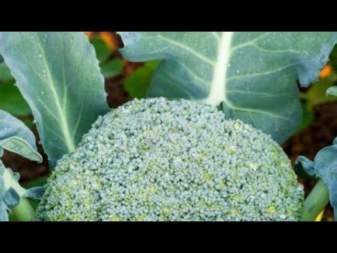 Эффективное устройство для посева семян. Сажаем капусту на рассаду. смотреть онлайн