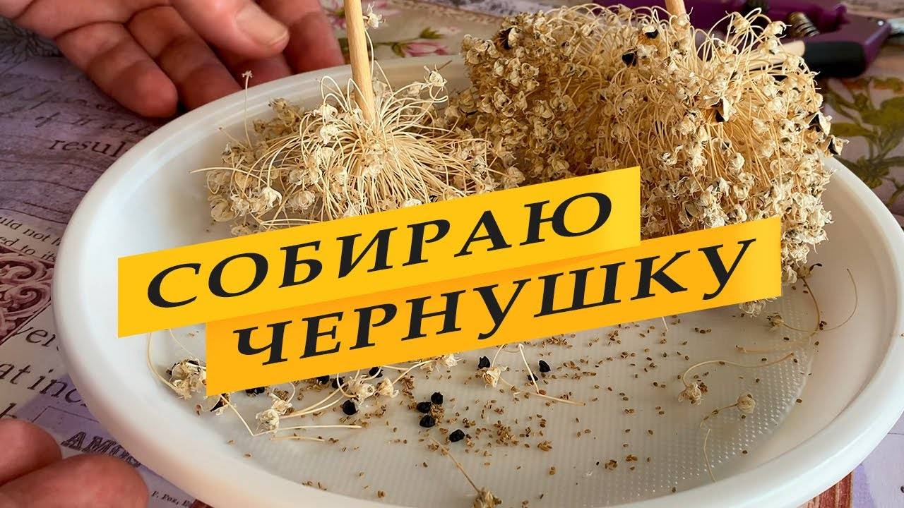Сбор и хранение семян лука. смотреть онлайн