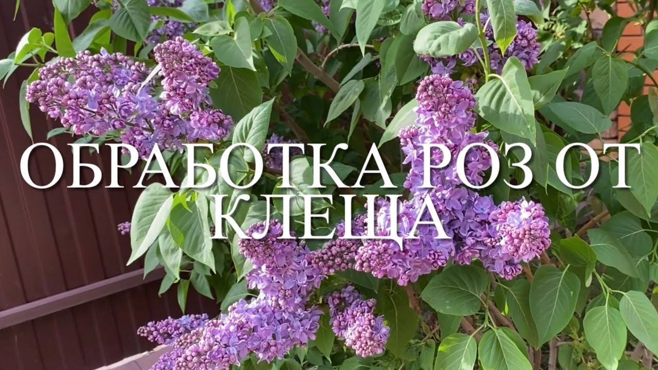 Розы. Срочная обработка от клеща!!! Полезная прогулка по розарию. смотреть онлайн