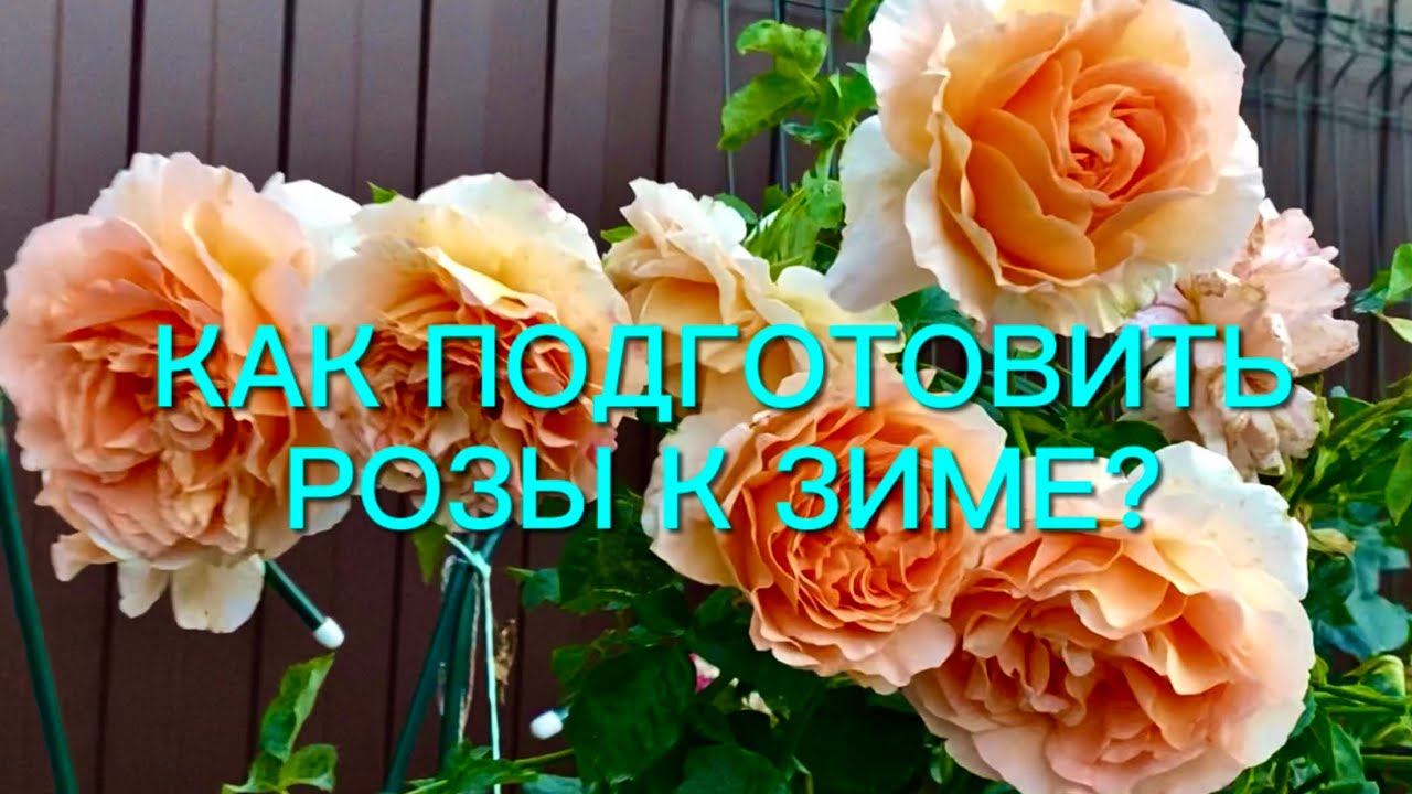 Когда начинать подготовку роз к зиме? Надо ли убирать листья и обрезать стебли роз? смотреть онлайн