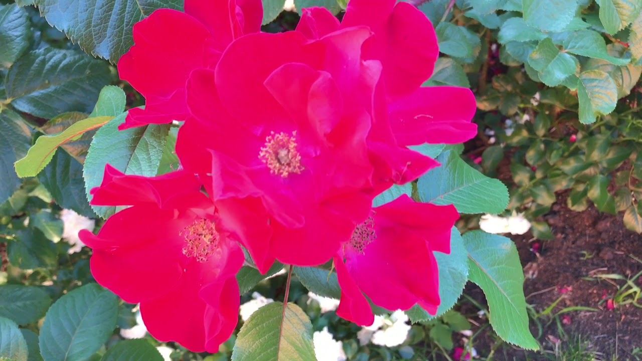 Розы. Самое,самое главное... смотреть онлайн