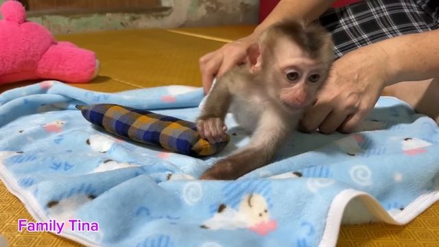 Baby Monkey Tina Finished Pooping And Ran To Find Her Mother To Change Her Diaper.