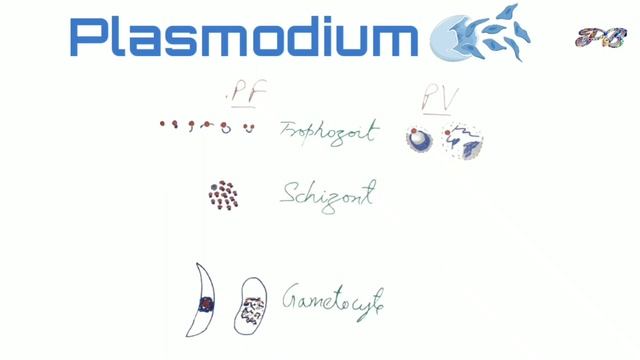 how to identify malaria parasites in a blood smear смотреть онлайн