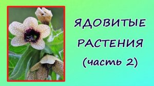 Ядовитые растения России: белена, дурман, борщевик (3 класс, окружающий мир)
