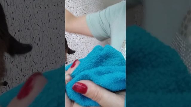 кормление новорожденного птенца волнистого попугая смотреть онлайн