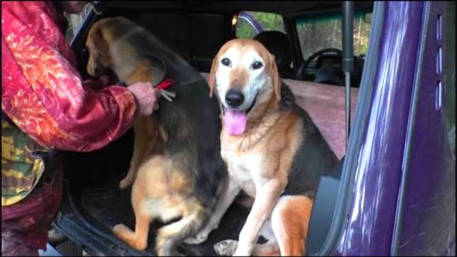 Дедушка тренирует. РГ ч.п/ч. Сигнал(Плакуня) и Лайма 10 мес. вл. Шатров В.А.#охота#топ#hunting смотреть онлайн