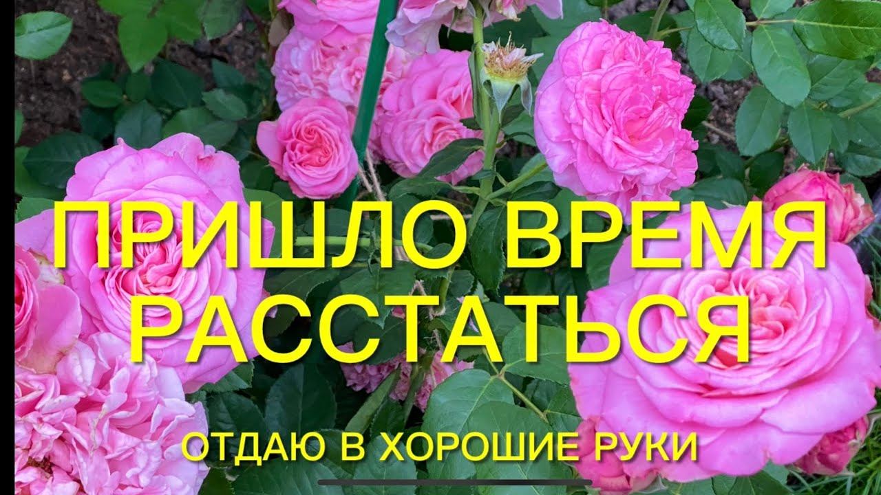 Розы. Решение принято. Не хочу их иметь в своём саду. Отдаю в хорошие руки. смотреть онлайн