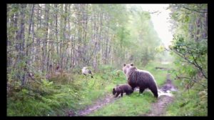 Медведица с медвежатами