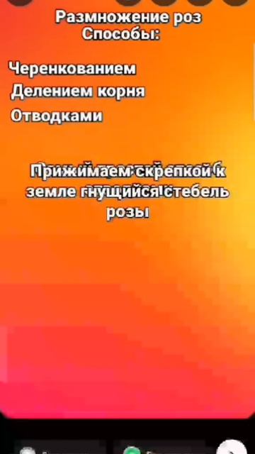 про розы смотреть онлайн