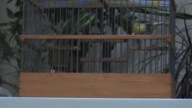 ПЁСТРЫЙ СЕРГЕЯ КОТУХОВА 6 мес ЗАПИСЬ 21 10 2015 M2U00719 смотреть онлайн