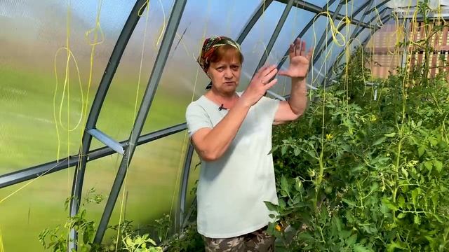 Почему увядают верхушки томатов. Позаботьтесь об урожае заранее. смотреть онлайн