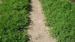 Братья Радченко - Трава-мурава