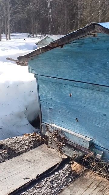 Пчелы смотреть онлайн