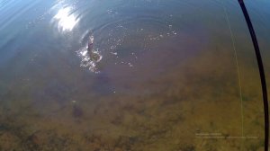 Спиннинг Maximus High Energy-X 27M. Универсальный бюджетный спиннинг