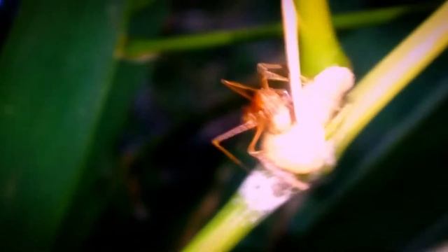 Weaver Ant Hard work. #ant. Weaver ant (Oecophylla longinoda) major worker (Tanzania) смотреть онлайн