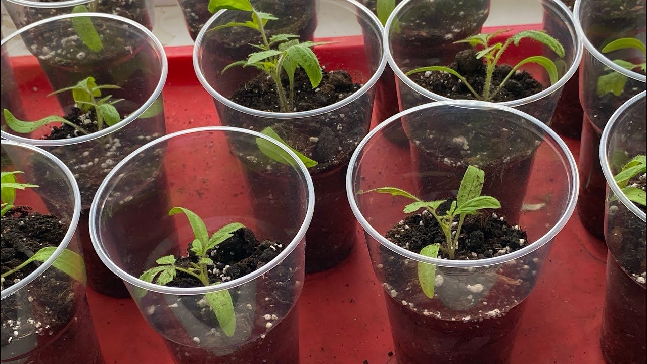 Друзья!!! Немного о рассаде томатов. смотреть онлайн