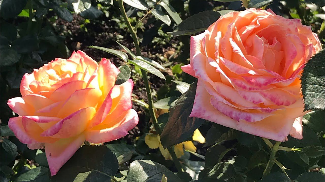 Розы. Финальное цветение роз. смотреть онлайн