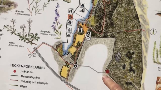 Vandring genom Lejondals Naturreservat utanför Stockholm смотреть онлайн