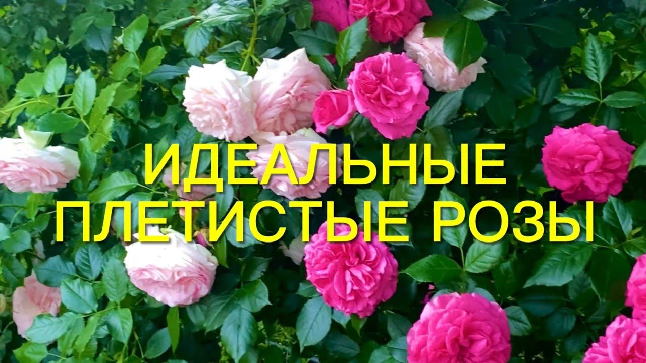Розы. Топ- 5 лучших плетистых роз моего сада. Идеальные сорта!!! смотреть онлайн