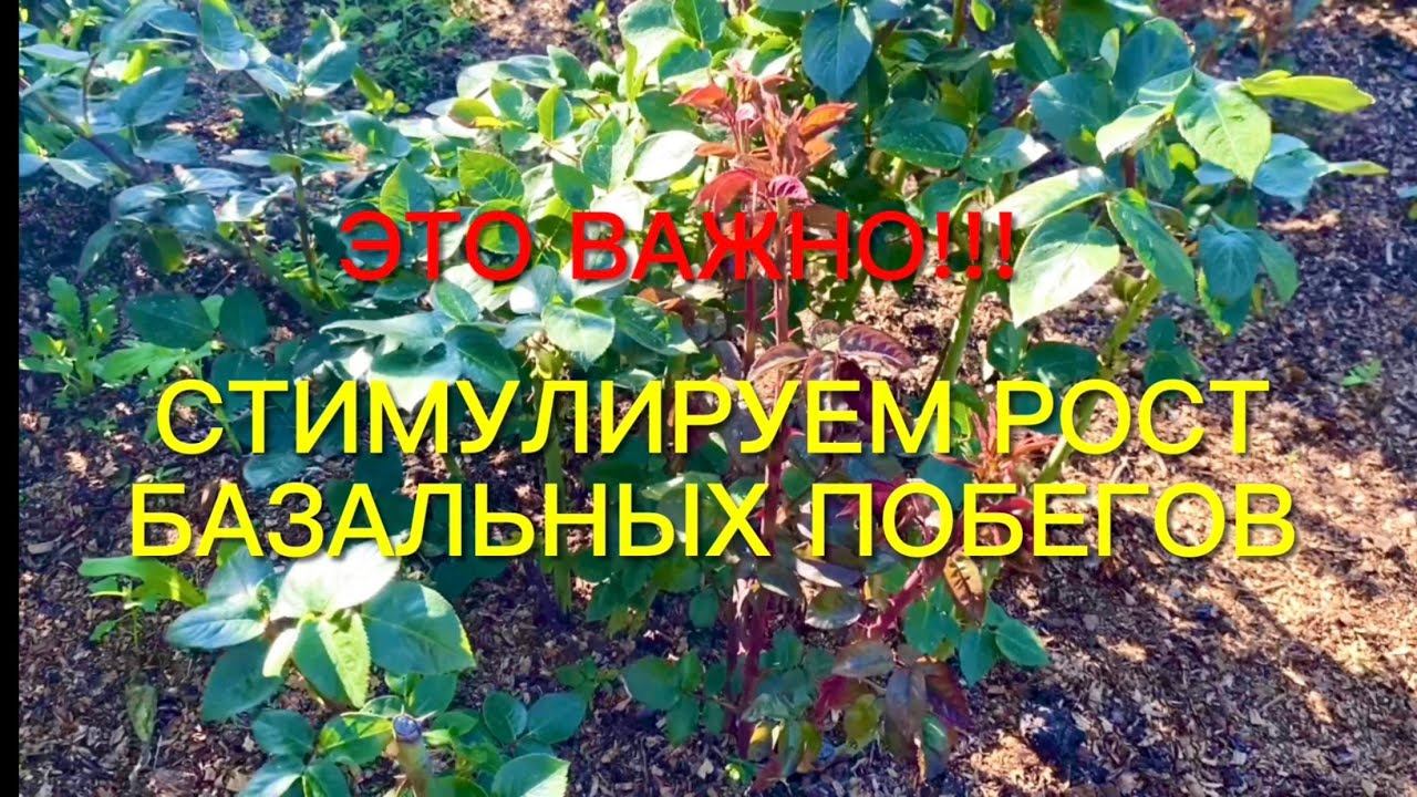Розы. Это важно!!!Стимулируем рост базальных побегов. смотреть онлайн