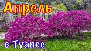 Весна в Туапсе. 03.04.2025. Море. Центр.