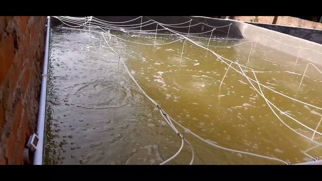 Cement tank good for fish farming? Biofloc Fish Farming in Cement Tank I Fish Farming смотреть онлайн