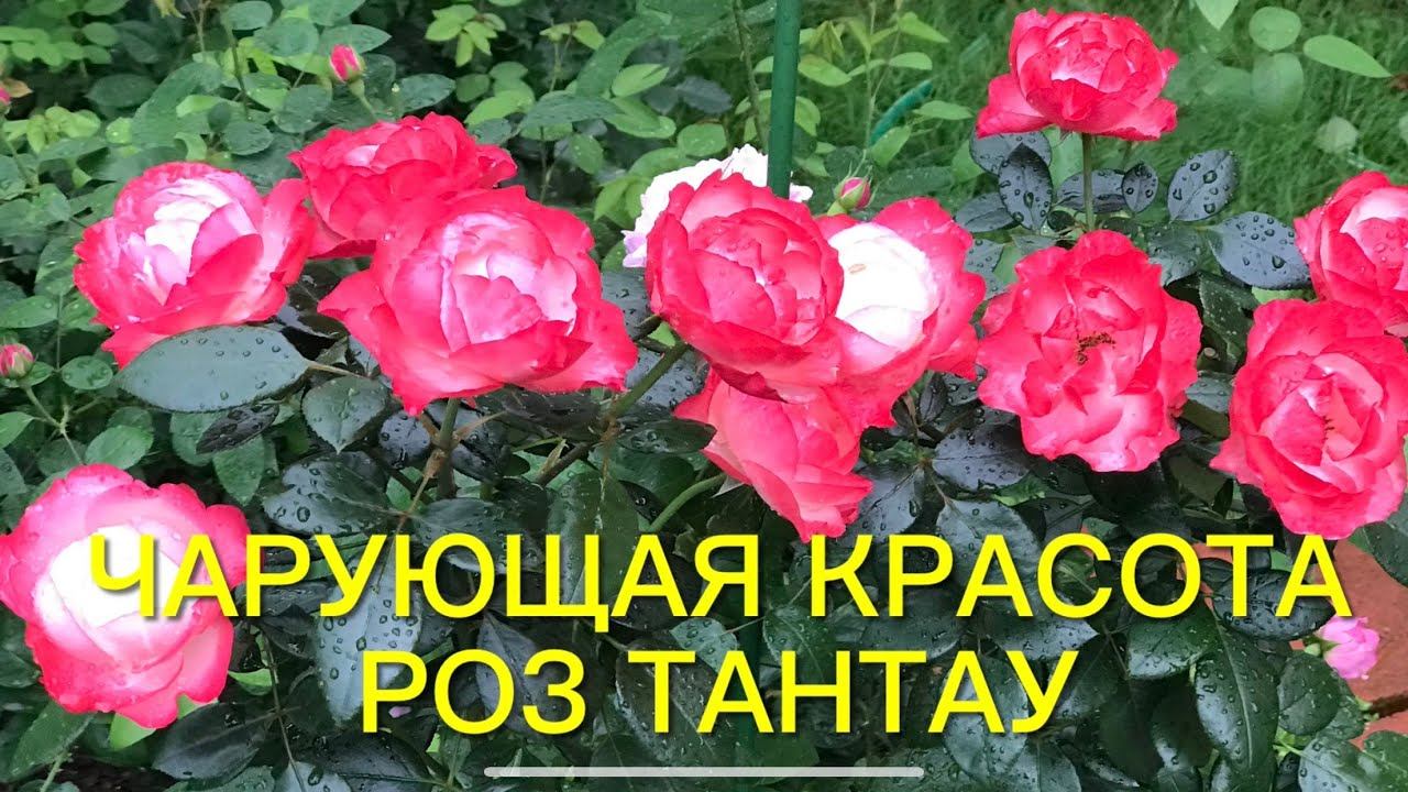 Розы . Чарующая красота роз Tantau .Немецкое качество и особый шарм. Топ плетистых роз. смотреть онлайн