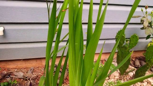 crocosmia смотреть онлайн