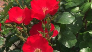 Розы. Ура!!! Зацвели розы.