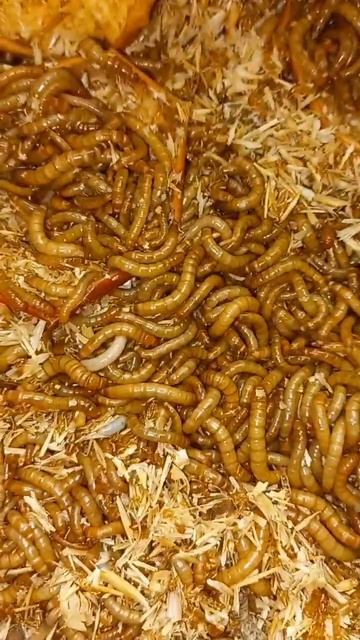 Live mealworms for sale 03144226044 смотреть онлайн