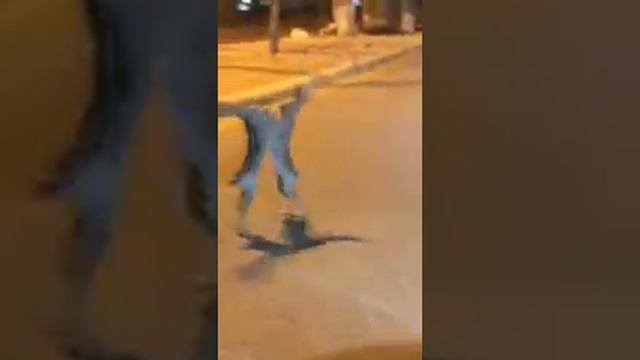 Заячьи бои без правил - ШОК :-) смотреть онлайн