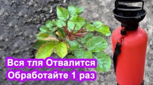 тля на розах деревьях борьба сразу за 5 минут