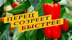 Чтобы перец быстро созрел и покраснел на кустах.