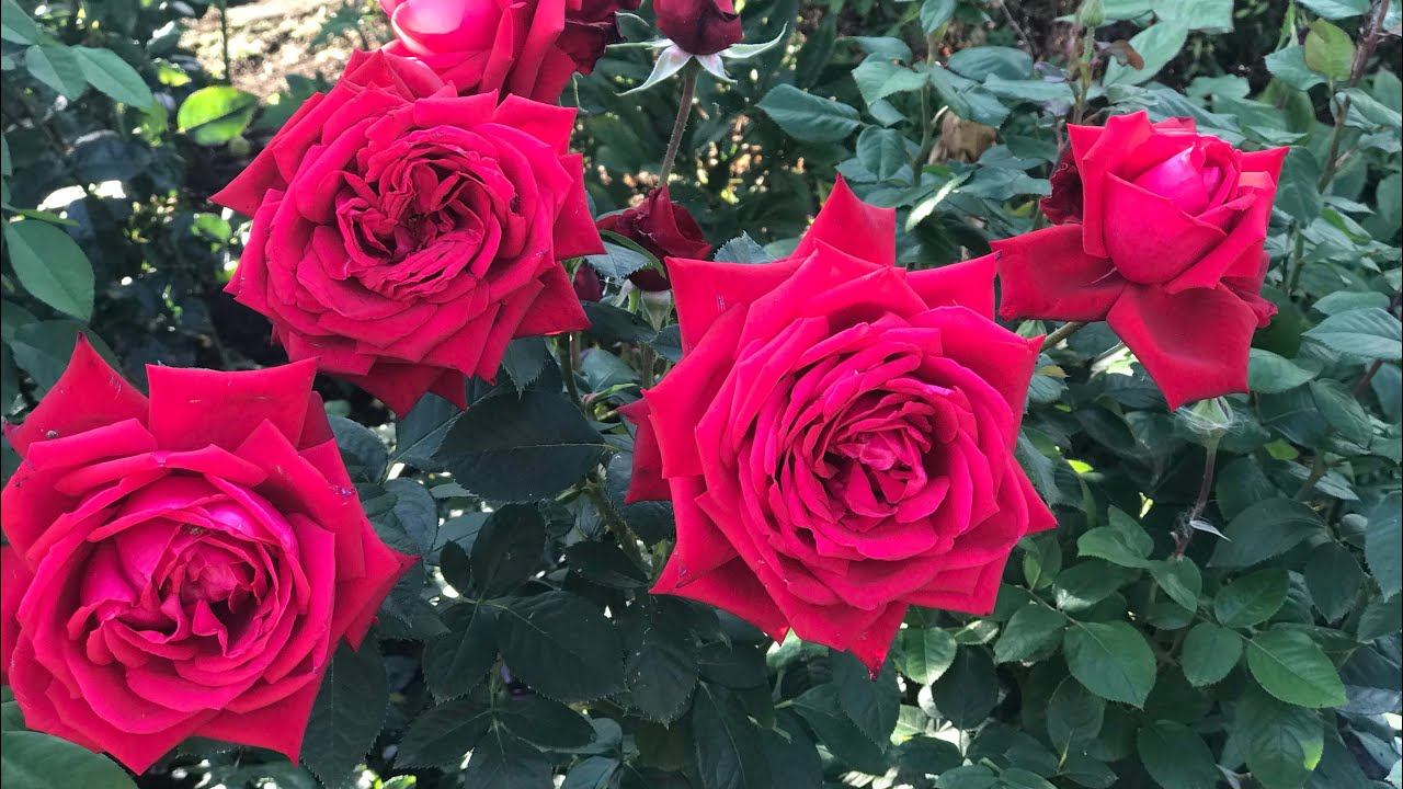 Розы - как олицетворение любви : Frederic Mistral, Alexandra Renaissance, Grand Amore. смотреть онлайн