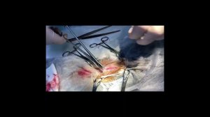 Плановая стерилизация молодой кошки (овариогистерэктомия)