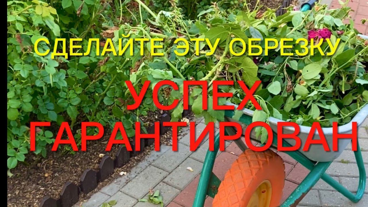 Розы. Сделайте эту обрезку обязательно. Результат не заставит ждать - розы удивят Вас своим …. смотреть онлайн