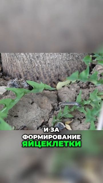 Телеграмм-канал в комментариях #муравей #ants #муравьи #наука смотреть онлайн