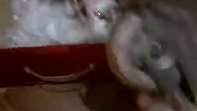 УРАААА111Мне подарили ролики !!! №1 смотреть онлайн