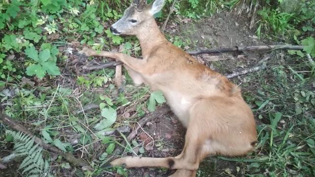 Раненая косуля смотреть онлайн